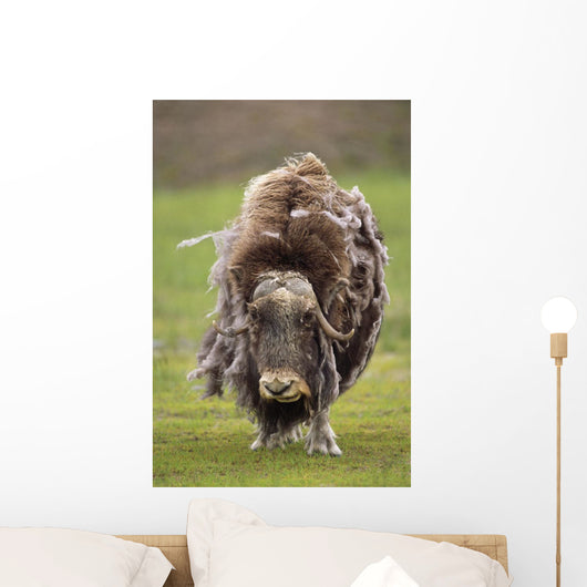 Closeup Of Very Shaggy Muskox Losing Winter Layer Wall Mural