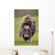 Closeup Of Very Shaggy Muskox Losing Winter Layer Wall Mural