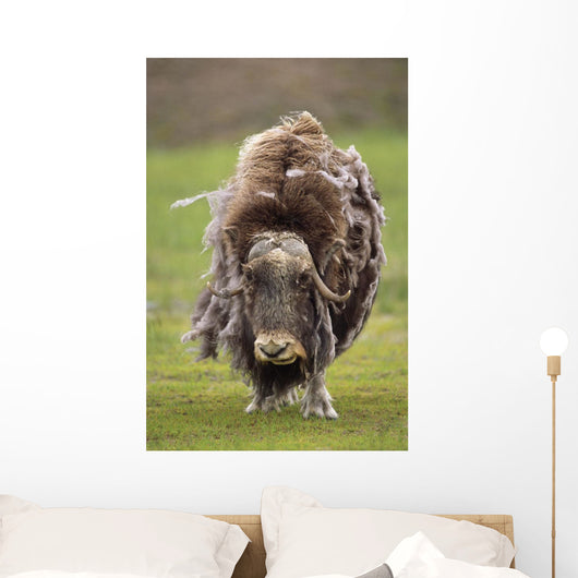 Closeup Of Very Shaggy Muskox Losing Winter Layer Wall Mural