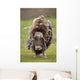 Closeup Of Very Shaggy Muskox Losing Winter Layer Wall Mural