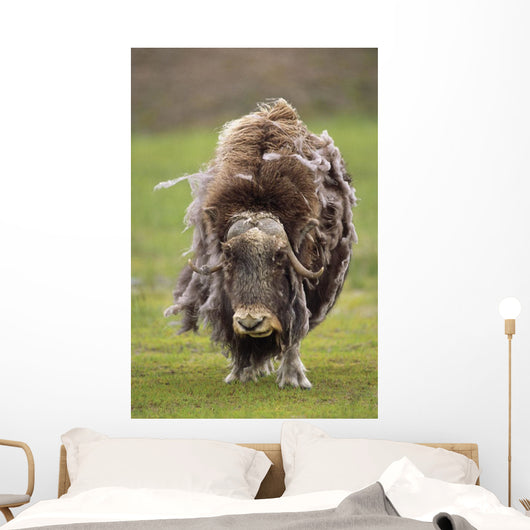 Closeup Of Very Shaggy Muskox Losing Winter Layer Wall Mural