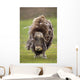 Closeup Of Very Shaggy Muskox Losing Winter Layer Wall Mural