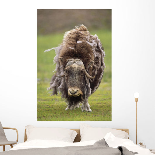Closeup Of Very Shaggy Muskox Losing Winter Layer Wall Mural