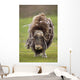 Closeup Of Very Shaggy Muskox Losing Winter Layer Wall Mural