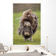 Closeup Of Very Shaggy Muskox Losing Winter Layer Wall Mural