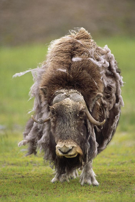 Closeup Of Very Shaggy Muskox Losing Winter Layer Wall Mural