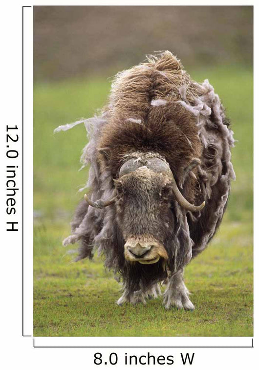 Closeup Of Very Shaggy Muskox Losing Winter Layer Wall Mural