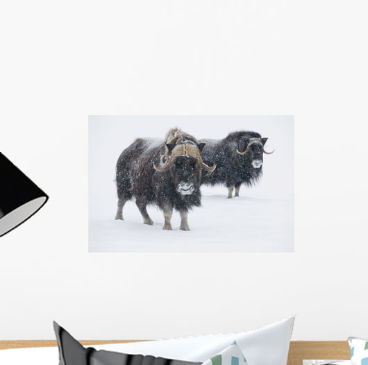 View Of A Pair Of Muskoxen Bulls Wall Mural