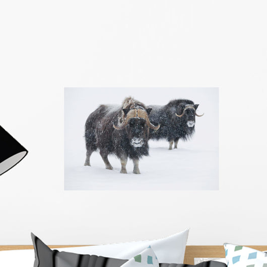 View Of A Pair Of Muskoxen Bulls Wall Mural