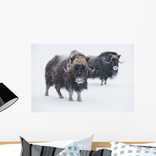 View Of A Pair Of Muskoxen Bulls Wall Mural