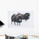 View Of A Pair Of Muskoxen Bulls Wall Mural