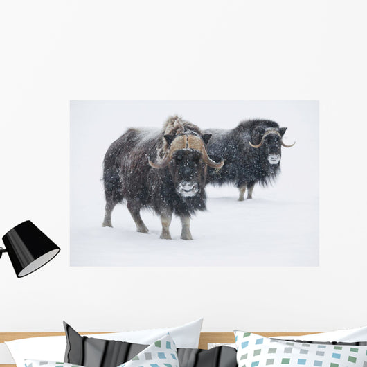 View Of A Pair Of Muskoxen Bulls Wall Mural