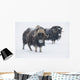 View Of A Pair Of Muskoxen Bulls Wall Mural