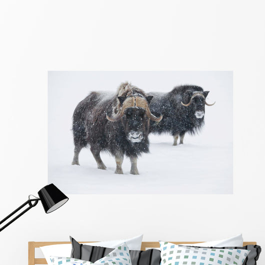 View Of A Pair Of Muskoxen Bulls Wall Mural