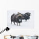 View Of A Pair Of Muskoxen Bulls Wall Mural