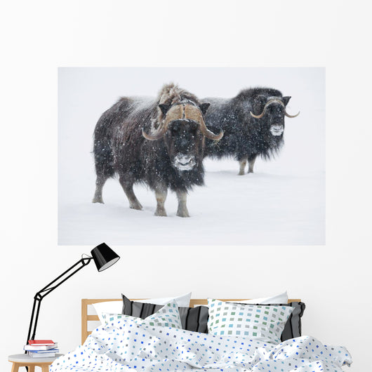 View Of A Pair Of Muskoxen Bulls Wall Mural