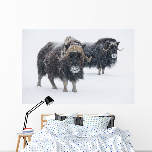 View Of A Pair Of Muskoxen Bulls Wall Mural