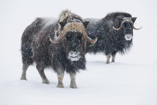 View Of A Pair Of Muskoxen Bulls Wall Mural