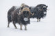 View Of A Pair Of Muskoxen Bulls Wall Mural