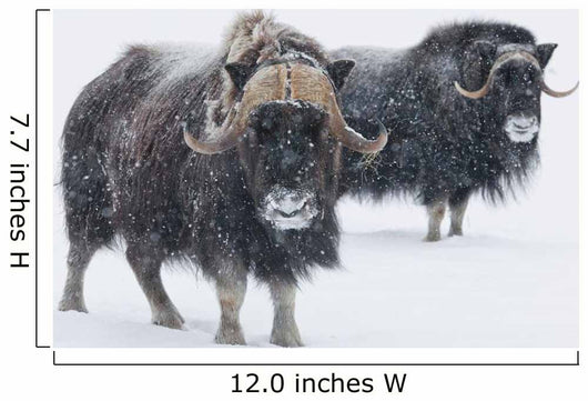 View Of A Pair Of Muskoxen Bulls Wall Mural