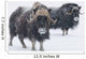 View Of A Pair Of Muskoxen Bulls Wall Mural