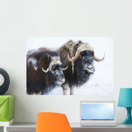 Portrait Of A Two Bull Muskoxen With Their Faces Covered In Snow Wall Mural