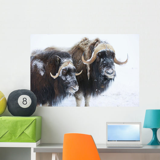 Portrait Of A Two Bull Muskoxen With Their Faces Covered In Snow Wall Mural