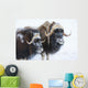Portrait Of A Two Bull Muskoxen With Their Faces Covered In Snow Wall Mural