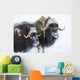 Portrait Of A Two Bull Muskoxen With Their Faces Covered In Snow Wall Mural