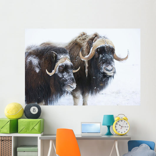 Portrait Of A Two Bull Muskoxen With Their Faces Covered In Snow Wall Mural