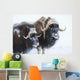Portrait Of A Two Bull Muskoxen With Their Faces Covered In Snow Wall Mural