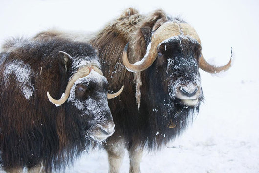 Portrait Of A Two Bull Muskoxen With Their Faces Covered In Snow Wall Mural