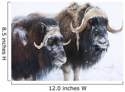 Portrait Of A Two Bull Muskoxen With Their Faces Covered In Snow Wall Mural