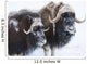 Portrait Of A Two Bull Muskoxen With Their Faces Covered In Snow Wall Mural