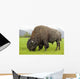 Captive Wood Bison Bull Grazing On Grasses Wall Mural