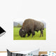 Captive Wood Bison Bull Grazing On Grasses Wall Mural