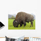 Captive Wood Bison Bull Grazing On Grasses Wall Mural