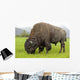 Captive Wood Bison Bull Grazing On Grasses Wall Mural