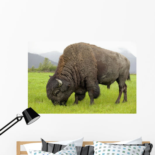 Captive Wood Bison Bull Grazing On Grasses Wall Mural
