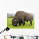 Captive Wood Bison Bull Grazing On Grasses Wall Mural