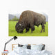 Captive Wood Bison Bull Grazing On Grasses Wall Mural