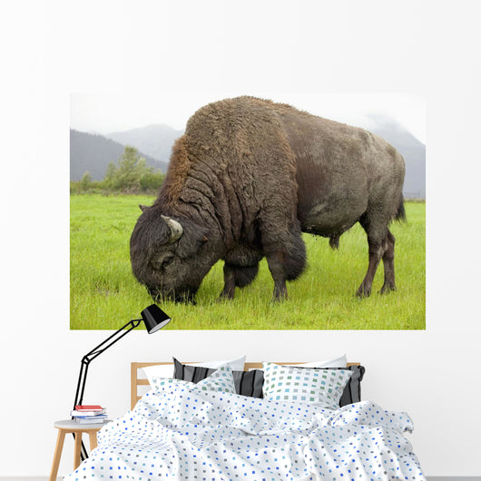 Captive Wood Bison Bull Grazing On Grasses Wall Mural
