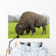 Captive Wood Bison Bull Grazing On Grasses Wall Mural
