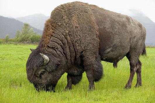 Captive Wood Bison Bull Grazing On Grasses Wall Mural