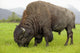 Captive Wood Bison Bull Grazing On Grasses Wall Mural