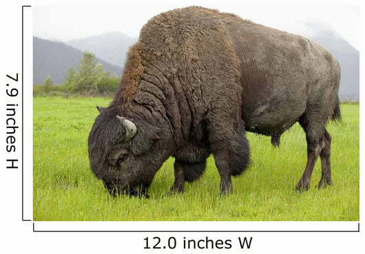 Captive Wood Bison Bull Grazing On Grasses Wall Mural
