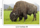 Captive Wood Bison Bull Grazing On Grasses Wall Mural