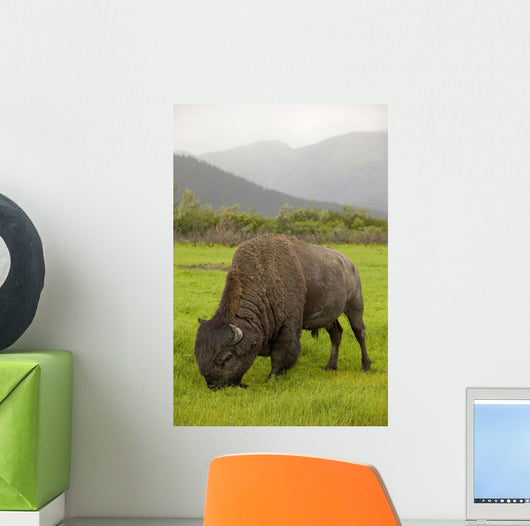 Captive Wood Bison Bull Grazing On Grasses Wall Mural