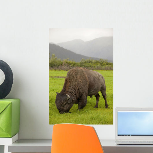 Captive Wood Bison Bull Grazing On Grasses Wall Mural