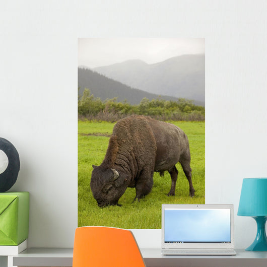 Captive Wood Bison Bull Grazing On Grasses Wall Mural